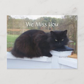 We Miss You Kitty Postcard by KELLBELL535 at Zazzle