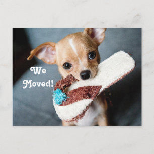 We Moved Chihuahua Announcement Postcard