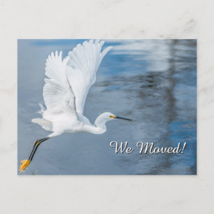 We Moved-White Snowy Egret in Flight Over Water Announcement Postcard