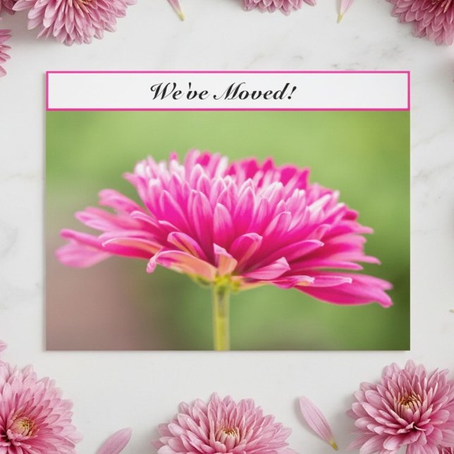 We’ve Moved Pink Chrysanthemum Floral New Address  Announcement Postcard (Creator Uploaded)