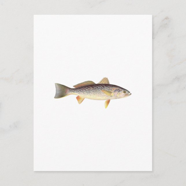 Weakfish - Seatrout - Gray Trout Postcard (Front)