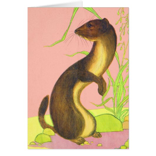 weasel cards (Front)
