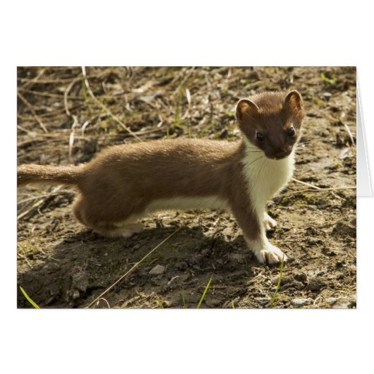 Weasel, Short-tailed Cards (Front Horizontal)