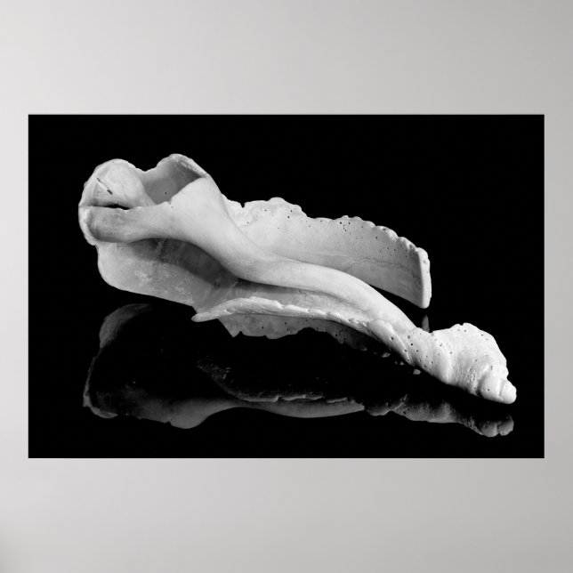 Weatherd Conch Poster (Front)