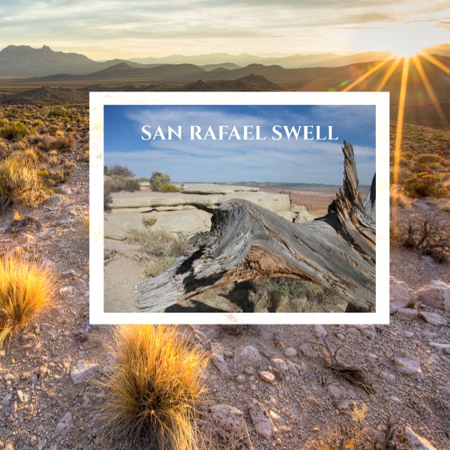 Weathered Fallen Tree, San Rafael Swell, Utah Postcard (Creator Uploaded)