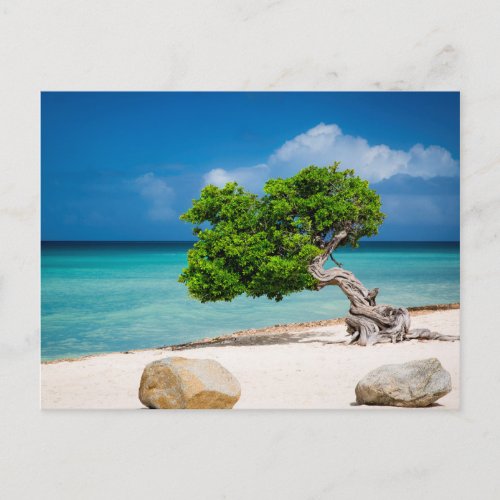 Weathered Fofoti tree Postcard