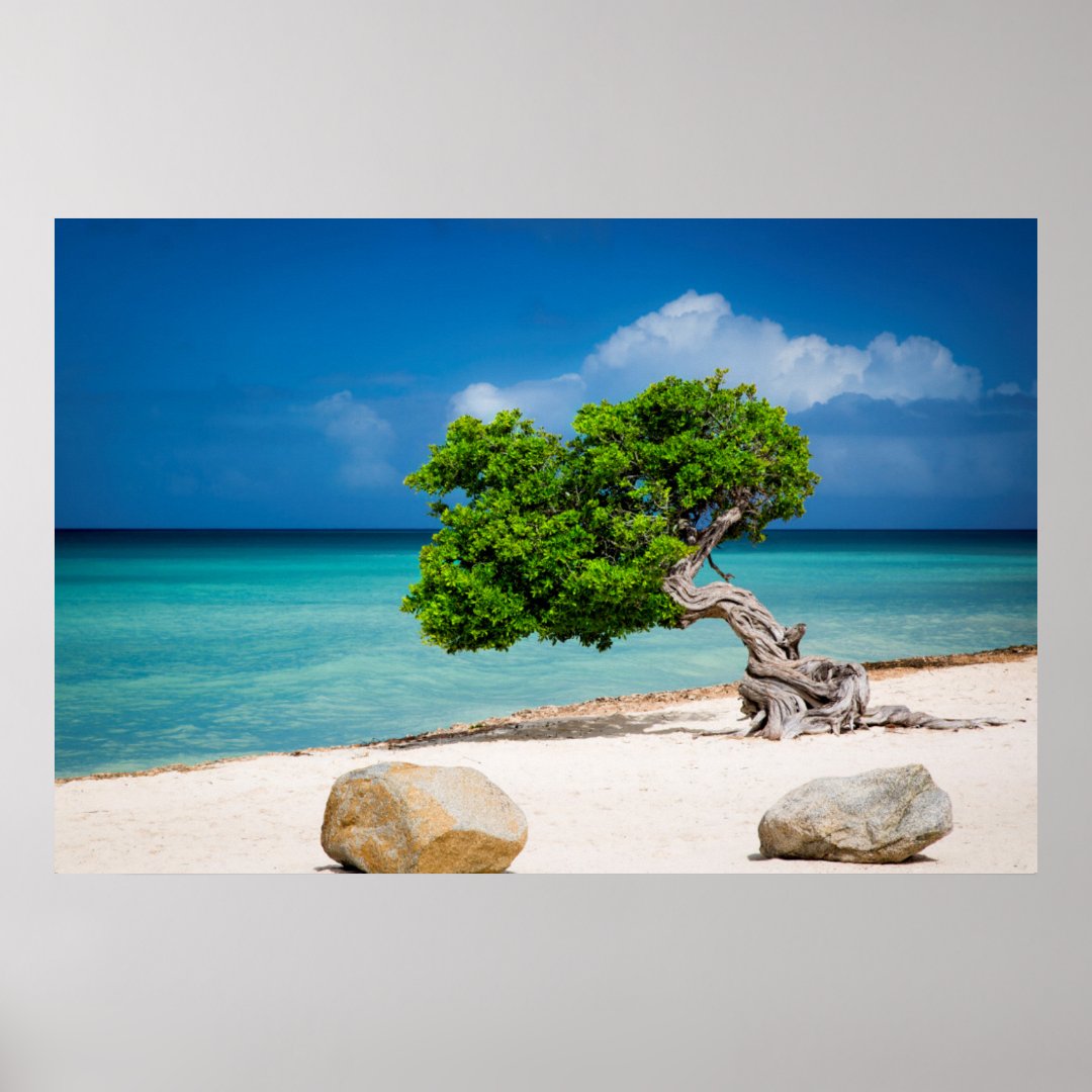 Weathered Fofoti tree Poster | Zazzle