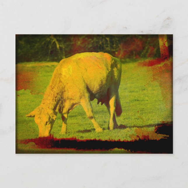 Weathered Pasture Postcard (Front)