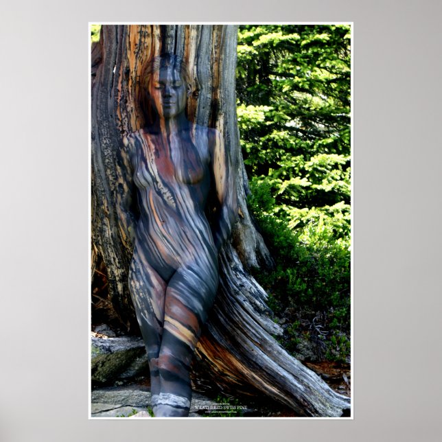 Weathered Swiss Pine by Johannes Stötter Poster (Front)