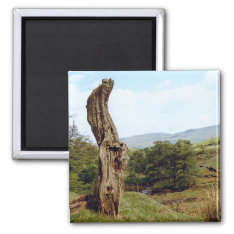 Weathered Tree In Uk Peak District Magnet at Zazzle