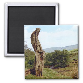 Weathered Tree In Uk Peak District Magnet by DigitalDreambuilder at Zazzle