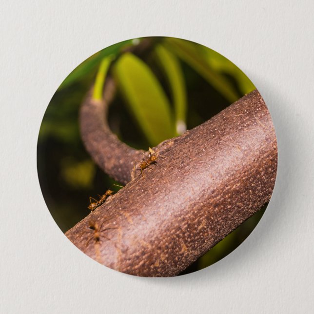 Weaver Ants on a Wood Button (Front)