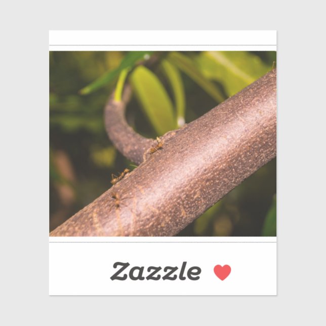Weaver Ants on a Wood Sticker (Sheet)