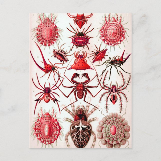 Web Crawlers Postcard (Front)