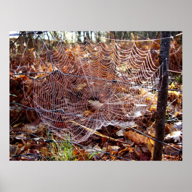 Web of European Garden Spider Poster (Front)