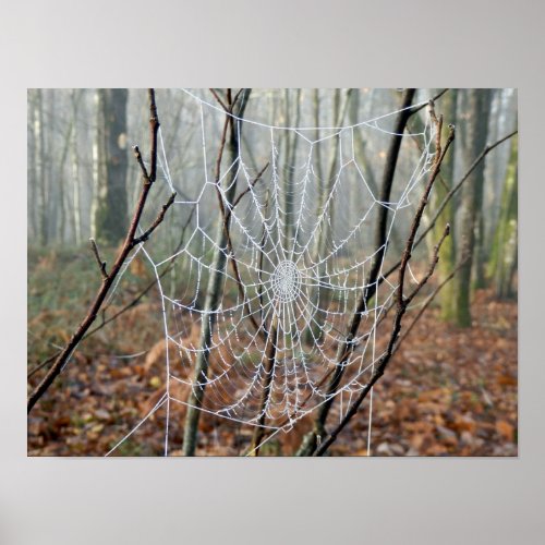 Web of European Garden Spider Poster