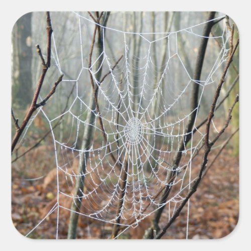 Web of European Garden Spider Sticker