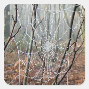 Web of European Garden Spider Sticker
