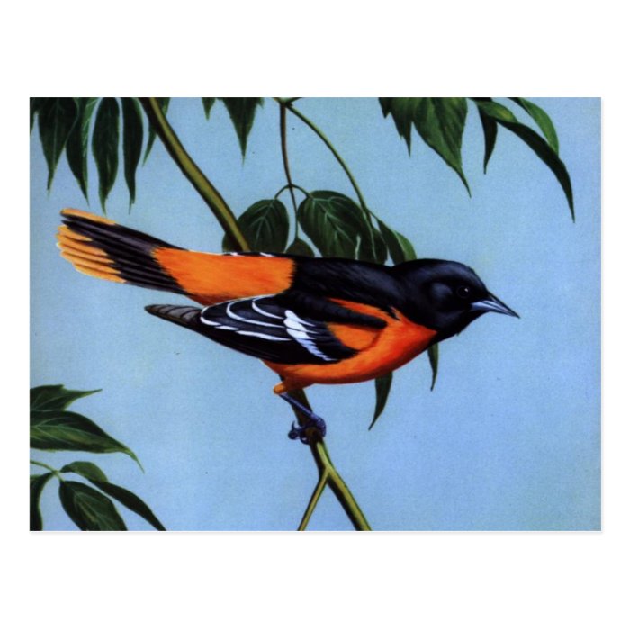 Weber's Baltimore Oriole Postcard