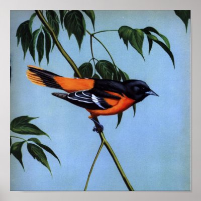 Baltimore Orioles the O's Print Oriole Bird 