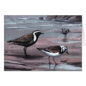 Weber's Plovers & Turnstones (Front Horizontal)