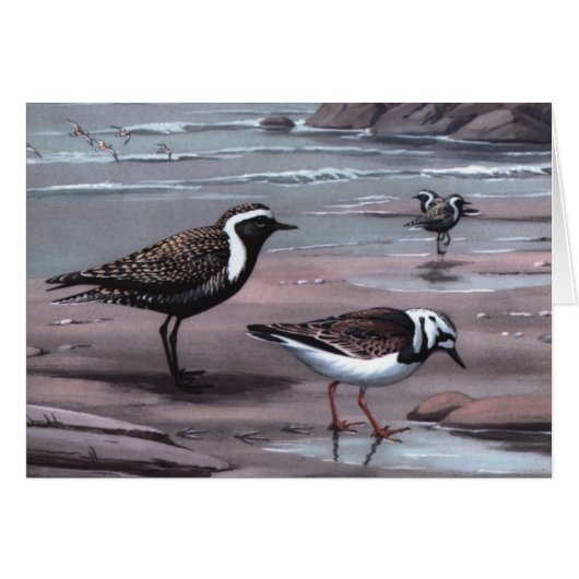 Weber's Plovers & Turnstones Cards (Front Horizontal)