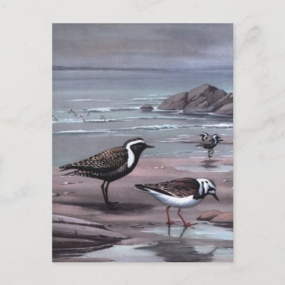 Weber's Plovers &amp; Turnstones Postcard