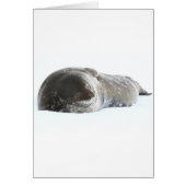 Weddell Seal (Front)