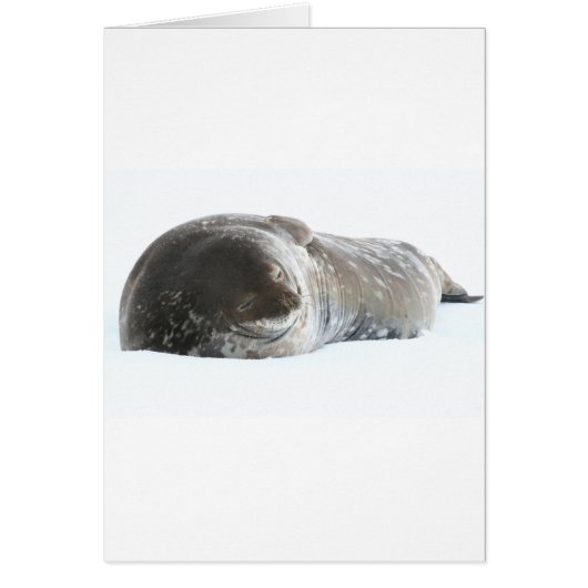 Weddell Seal (Front)