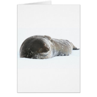 Weddell Seal Cards