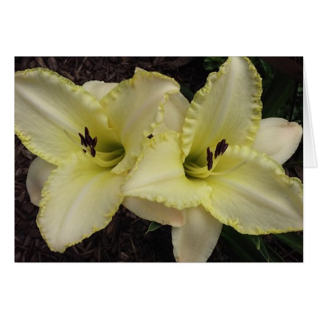 Wedding Band - Daylily Cards (Front Horizontal)