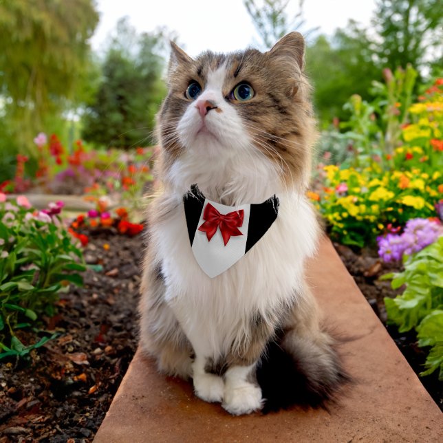Wedding cat tuxedo red bow tie ring bearer attire pet bandana collar (Cat)