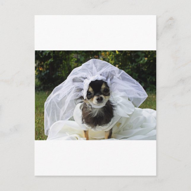 Wedding Chihuahua Bride Postcard (Front)