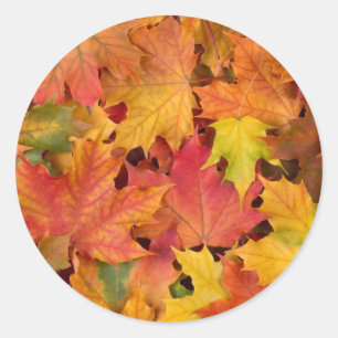 Wedding Fall Leaves Autumn Colors Orange Red Classic Round Sticker