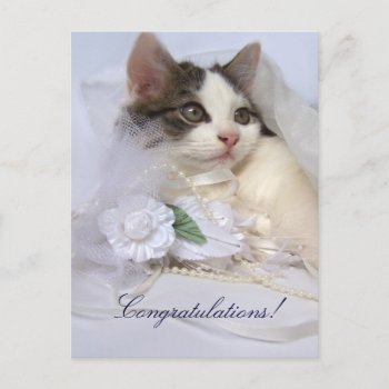 Wedding Kitten Postcard by jaisjewels at Zazzle