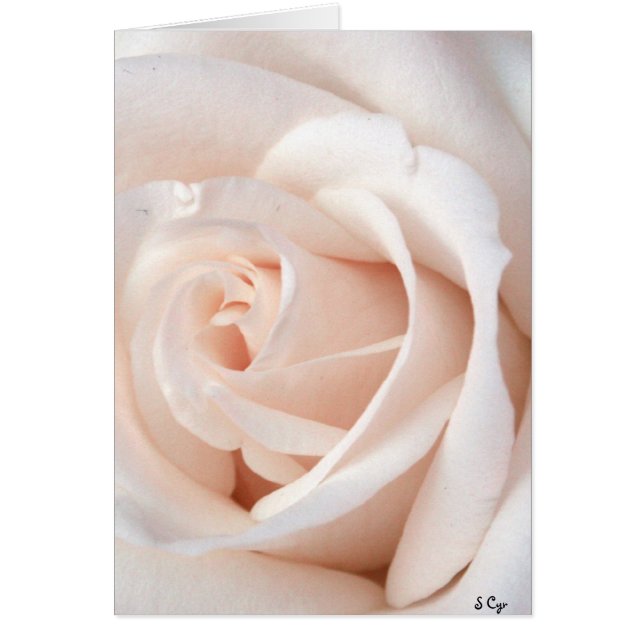 Wedding Rose Cards (Front)