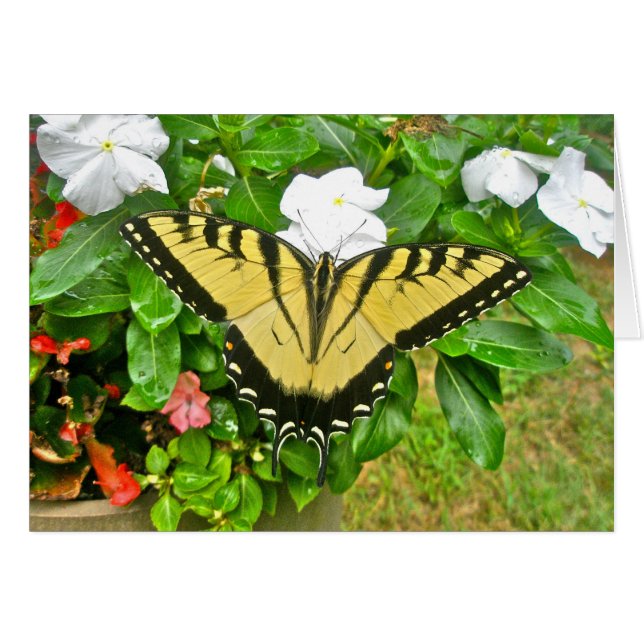 Wedding Swallowtail Butterfly Items Cards (Front Horizontal)