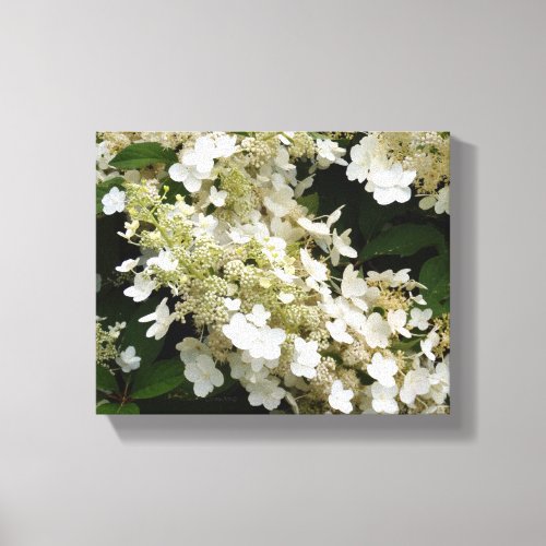 Wedding Veil Hydrangeas Canvas Print