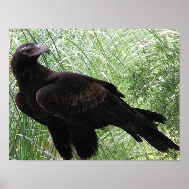 Wedge-tailed Eagle (Aquila audax) Poster (Front)
