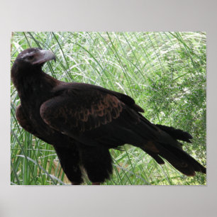 Wedge-tailed Eagle (Aquila audax) Poster