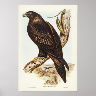Wedge-tailed Eagle by Elizabeth Gould Poster