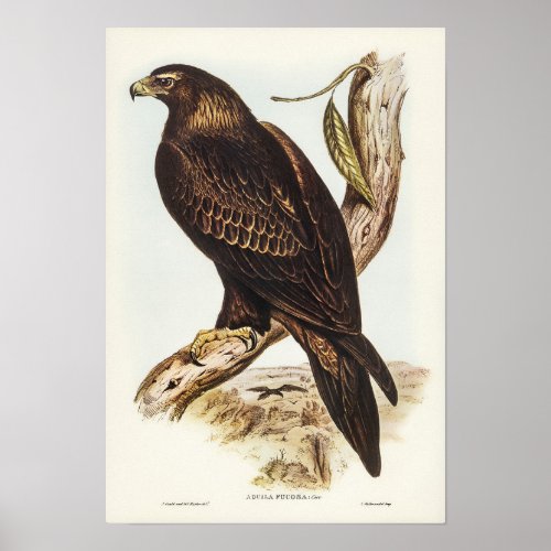 Wedge_tailed Eagle by Elizabeth Gould Poster