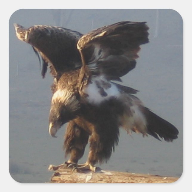 Wedge Tailed Eagle - Sticker (Front)