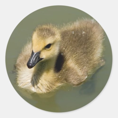 Wee Goose Swimming Classic Round Sticker