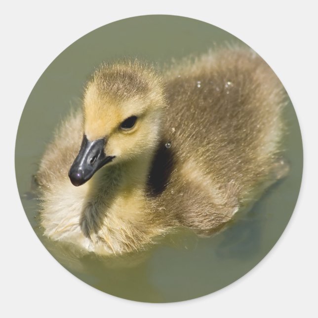 Wee Goose Swimming Classic Round Sticker (Front)