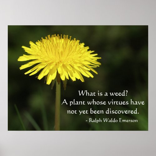 Weed Quote from Ralph Waldo Emerson Poster