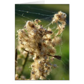 Weed Seeds and Spider Web (Front)