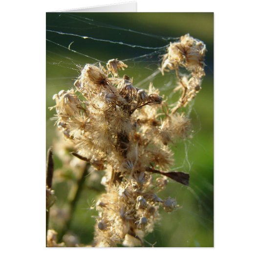 Weed Seeds and Spider Web (Front)