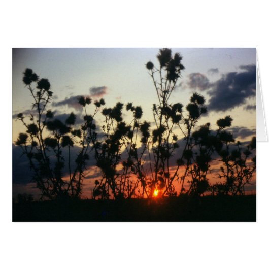 Weeds and Sunset Cards (Front Horizontal)