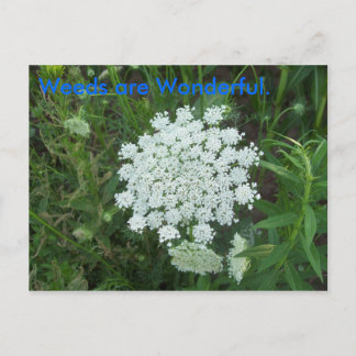 Weeds are Wonderful. Postcard